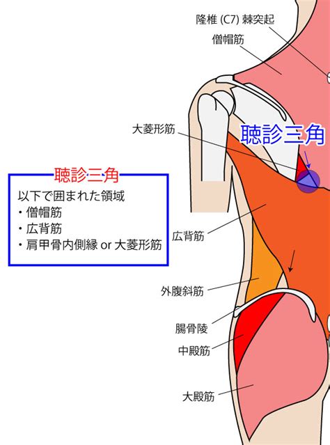 腰三角 構成|ベルマジャンディの法則